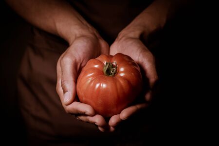 Organic fruit and vegetables. Farmers hands with freshly harvested tomatoes., brown apronの写真素材