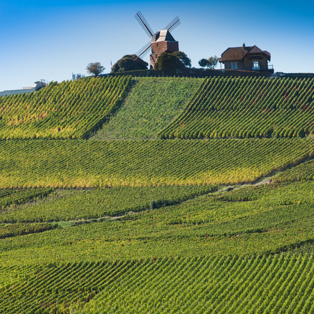 Vineyard and windmill Champagne Region near Vernezay France Europeの写真素材