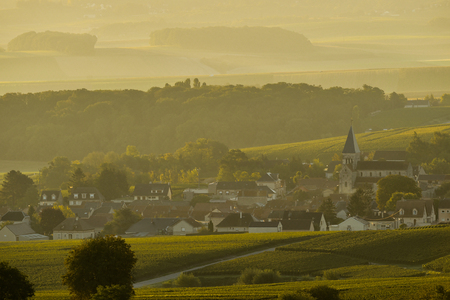 Champagne vineyards Villedomange in Marne department, Champagne-Ardennes, France, Europe