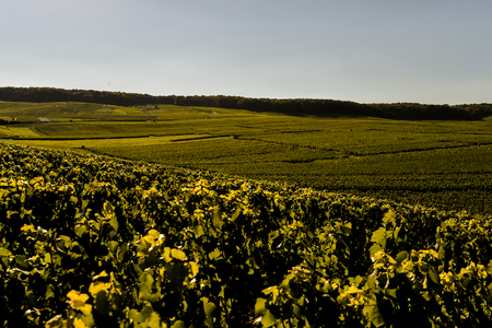 Champagne vineyards Cuis in Marne department, Champagne-Ardennes, France, Europe