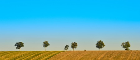 Green trees in a fields on blue sky, Champagne, France, Europe