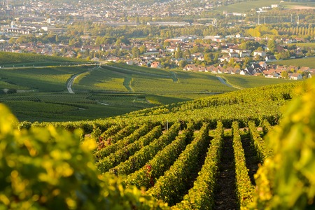 Champagne vineyards in Marne department, Champagne-Ardennes, France, Europe
