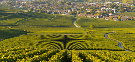 Champagne vineyards in Marne department, Champagne-Ardennes, France, Europe