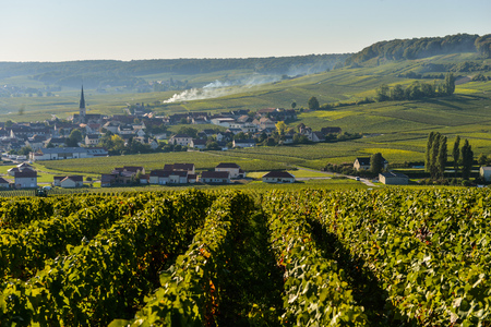 Champagne vineyards Villedomange in Marne department, Champagne-Ardennes, France, Europeの写真素材