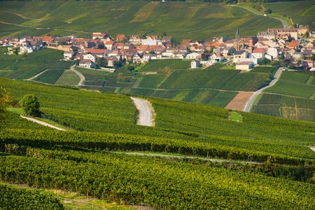 Champagne vineyards Cuis in Marne department, Champagne-Ardennes, France, Europeの写真素材