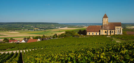 Champagne vineyards Cuis in Marne department, Champagne-Ardennes, France, Europeの写真素材