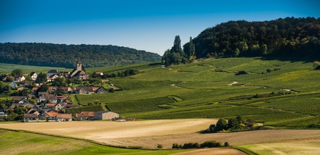 Champagne vineyards Cuis in Marne department, Champagne-Ardennes, France, Europe