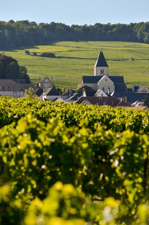 Champagne vineyards and church in Marne department, Champagne-Ardennes, France, Europeの写真素材