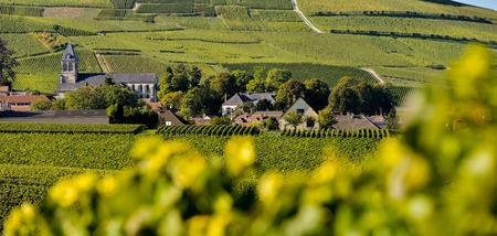Champagne vineyards Mancy in Marne department, Champagne-Ardennes, France, Europeの写真素材