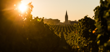Saint Emilion, Vineyard Sunrise, Bordeaux Wine, Franceの写真素材