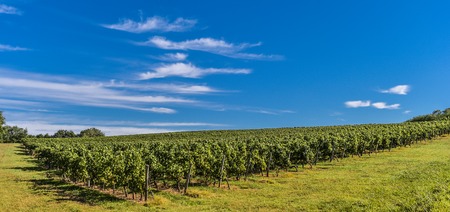 Vineyard Sunrise - Bordeaux Vineyard-France, Aquitaine, Gironde, Europeの写真素材