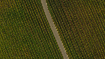 Aerial view of Saint Emilion vineyard in autumn, France, Europeの写真素材