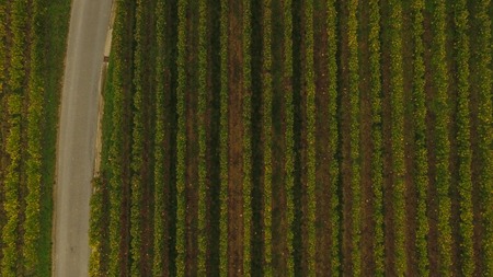 Aerial view of Saint Emilion vineyard in autumn, France, Europeの写真素材