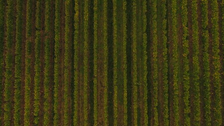 Aerial view of Saint Emilion vineyard in autumn, France, Europeの写真素材