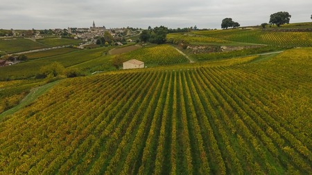 Aerial view of Saint Emilion vineyard in autumn, France, Europeの写真素材