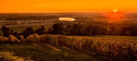 Vineyard Sunrise, Bordeaux Vineyard, Saint Emilion, France, Europeの写真素材