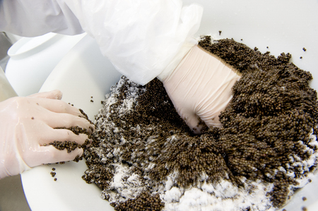 Caviar processing plant, worker mixing sturgeon eggs with salt in a bowl, Europeの写真素材