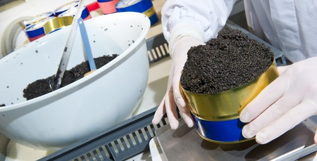 Worker filling tins with caviar in fish factory, Franceの写真素材