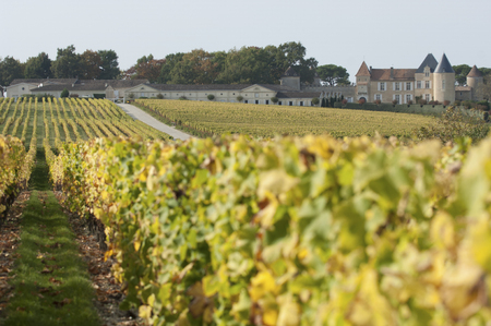 Vineyard and Chateau d'Yquem, Sauternes Region, Franceの写真素材