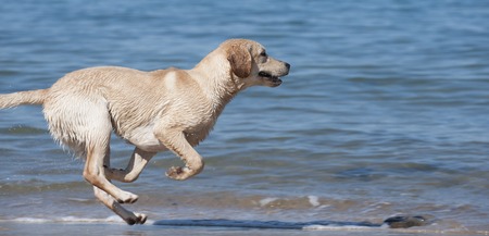 Focused young dog running on the beach, Aquitaine, Franceの写真素材
