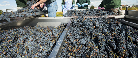 Grape harvest, red bay, Bordeaux Vineyard, France