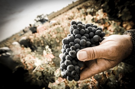 Grapes harvest, Farmers hands with freshly harvested black grapes, Medoc, Franceの写真素材