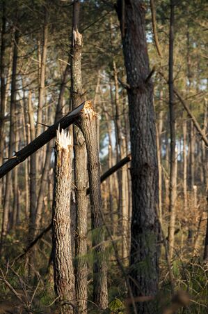 Storm damage. Broken tree in the forest, Landes, France