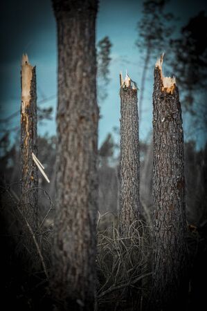 Storm damage. Broken tree in the forest, Landes, France
