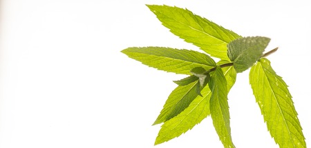 Fresh mint close up on white background, Foodの写真素材