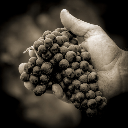 Grapes harvest. Farmers hands with freshly harvested black grapes, Franceの写真素材