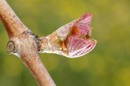 New growth budding out from grapevine Vineyard, Franceの写真素材