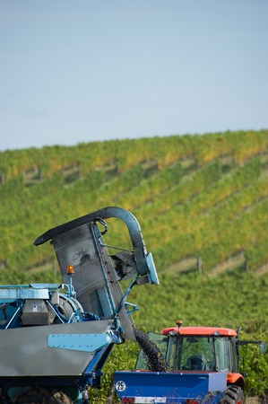 Mechanical harvesting of grapes in the vineyard
