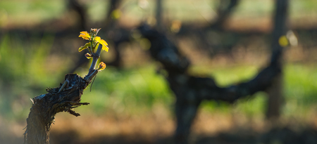 First spring leaves on a trellised vine growing in vineyardの写真素材