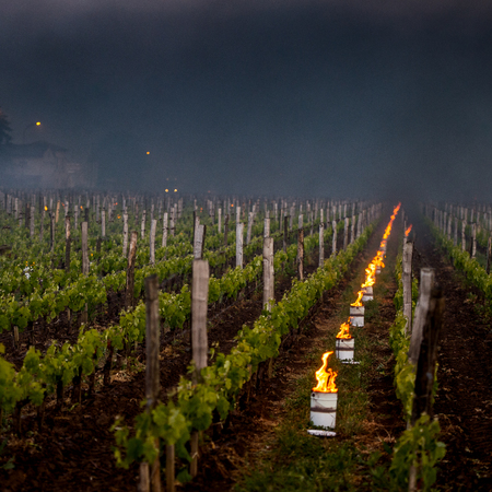 The Bordeaux vineyards affected by a devastating frost on Thursday, April 27, 2017, the last dating back to April 1991.Torshes are depolyzed in the wineyards to warm the atmosphere.の写真素材