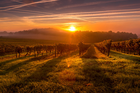 Beautiful Sunset landscape bordeaux wineyard france europeの写真素材