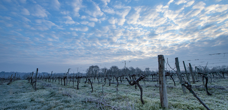 Vineyard landscape scene in winter, Bordeaux Wineyard, Franceの写真素材