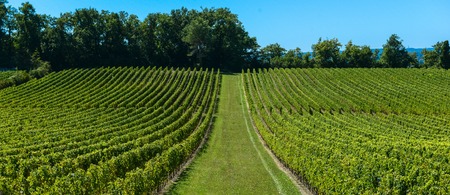 Vineyard landscapeの写真素材