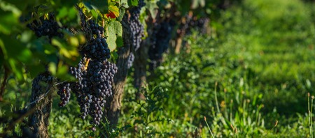 The classic Bordeaux grape (Merlot) in Saint-Emilion, Bordeaux,Franceの写真素材