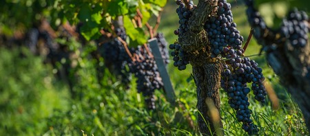 The classic Bordeaux grape (Merlot) in Saint-Emilion, Bordeaux,France