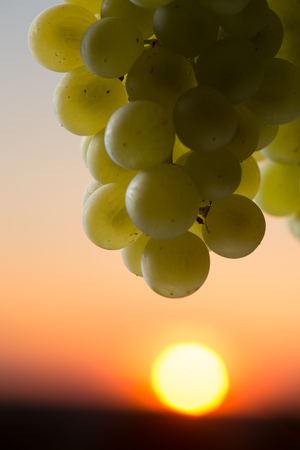 Grape illuminated by the sunlight - autumn sceneの写真素材