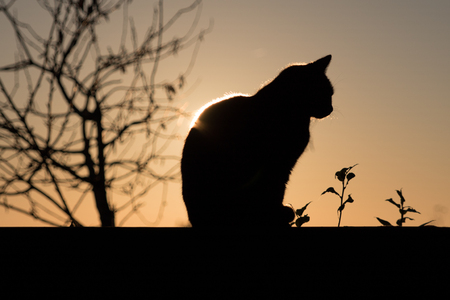 Black Cat outdoor and Sunsetの写真素材