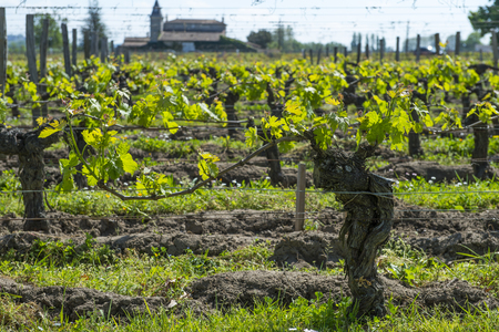 Bordeaux wine region in france poppies in the vineyard countryside spring floral, Girondeの写真素材