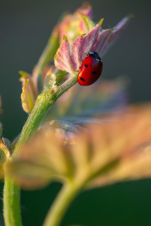 Macro of a Red Ladybug in vineyard on green wine leaf defocused background, France