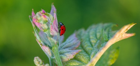 Macro of a Red Ladybug in vineyard on green wine leaf defocused background, Franceの写真素材