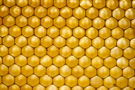 Honey comb. fragment of honeycomb, Abstract background, France Europe
