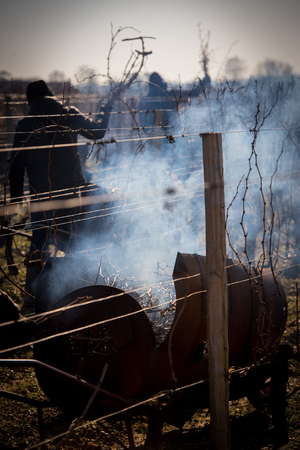 Burning of the vines in winter, vineyard, AOC SAINT-EMILION, GIRONDEの写真素材
