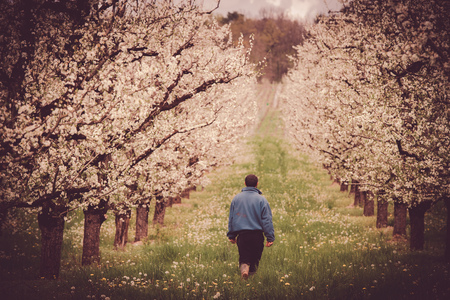 Agronomist or farmer examine blooming plum trees in orchardの写真素材