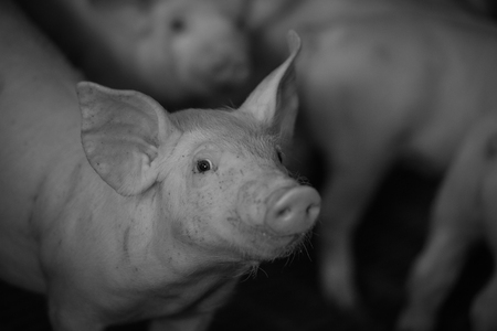 Domestic pigs. Pigs on a farm in the village, Franceの写真素材
