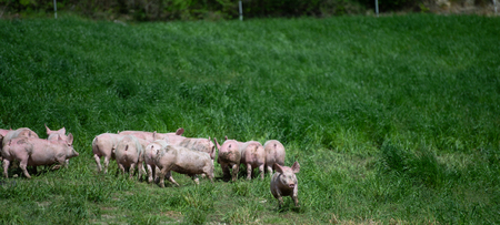Domestic pigs. Pigs on a farm in the village, France