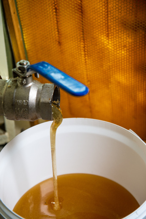 Strain the poured honey through a sieve. How to Harvest Honey. Filtering raw honey, Franceの写真素材